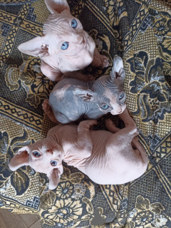 Photo №2 to announcement № 166409 for the sale of sphynx cat - buy in Georgia private announcement