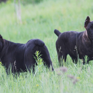 Photo №1. cane corso - for sale in the city of Donetsk | 632$ | Announcement № 6760
