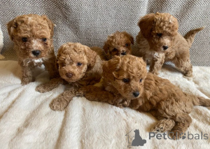 Photo №1. maltipu - for sale in the city of Erlangen-Höchstadt | 465$ | Announcement № 171459