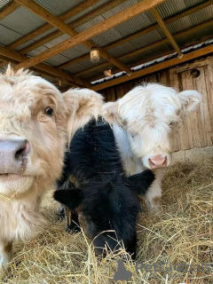 Photo №3. Mini-Hochlandrinder zu verkaufen. Germany