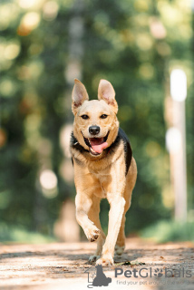 Additional photos: Wonderful dog Denver is in good hands.