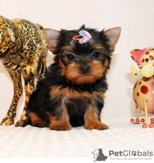 Photo №1. yorkshire terrier - for sale in the city of Подгорица | negotiated | Announcement № 124334