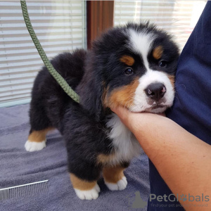 Photo №1. bernese mountain dog - for sale in the city of Stockholm | negotiated | Announcement № 55662