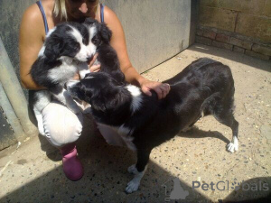 Photo №1. border collie - for sale in the city of Gävle | negotiated | Announcement № 169782