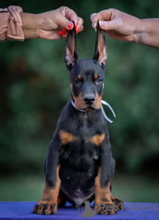 Additional photos: Doberman puppies