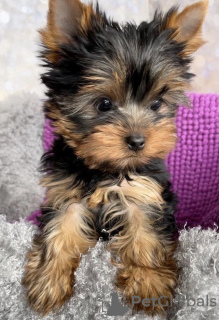 Photo №1. yorkshire terrier - for sale in the city of Hannover | 280$ | Announcement № 43027