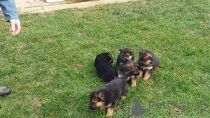 Photo №2 to announcement № 164903 for the sale of german shepherd - buy in Belgium private announcement, breeder