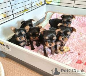 Photo №1. yorkshire terrier - for sale in the city of Амстердам | negotiated | Announcement № 44005