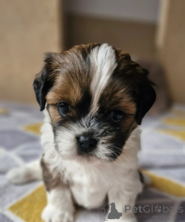 Photo №3. Gorgeous Shih Tzu puppies ready to go. United States