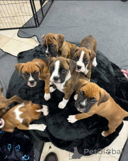 Photo №1.  - for sale in the city of Guelph | 800$ | Announcement № 161049