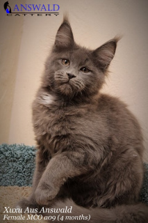 Photo №4. I will sell maine coon in the city of Murmansk. from nursery - price - negotiated
