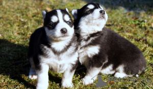 Photo №1. siberian husky - for sale in the city of Manama | negotiated | Announcement № 11573