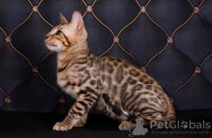 Photo №4. I will sell bengal cat in the city of St. Petersburg.  - price - 1200$