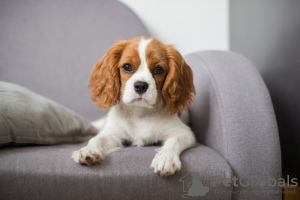 Photo №1. cavalier king charles spaniel - for sale in the city of Road Town | negotiated | Announcement № 49983
