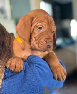 Photo №4. I will sell vizsla in the city of Munich. breeder - price - 423$