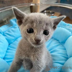 Photo №3. Russian blue kittens for sale Business WhatsApp 37256062792. Finland