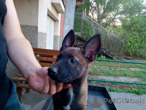 Photo №3. Top Quality Belgian Malinois Female Puppies Working Bloodline. Serbia