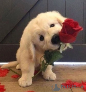 Photo №1. golden retriever - for sale in the city of Berlin | 546$ | Announcement № 143526