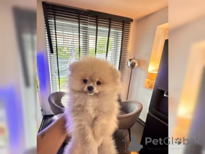 Photo №2 to announcement № 136844 for the sale of pomeranian - buy in Germany 