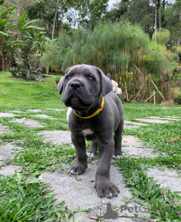 Photo №4. I will sell cane corso in the city of Bad Vilbel. private announcement - price - negotiated