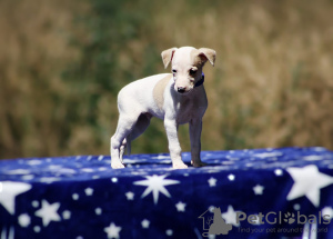 Photo №3. whippet puppies. Serbia