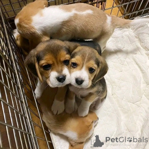 Photo №3. Our adorable AKC Beagle puppies. Belgium