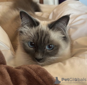 Additional photos: Ragdoll kitten