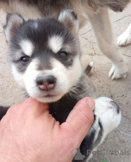 Photo №3. Puppies of the Siberian Husky. Russian Federation