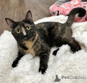 Photo №1. domestic cat - for sale in the city of Munich | 471$ | Announcement № 150623