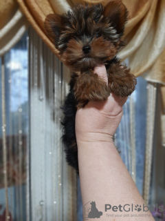 Photo №1. yorkshire terrier - for sale in the city of Антверпен | 676$ | Announcement № 30034