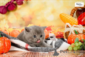 Photo №3. British shorthair female kitten. Netherlands