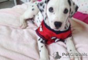 Photo №1. dalmatian dog - for sale in the city of Berlin | Is free | Announcement № 126926