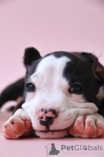 Photo №4. I will sell american bully in the city of Ramenskoye. from nursery - price - 1522$