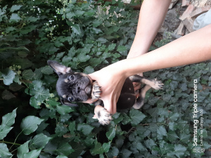 Photo №1. french bulldog - for sale in the city of Москва | 1200$ | Announcement № 3268