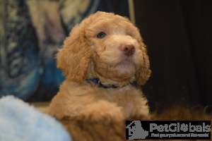 Photo №3. AKC Standard Apricot & Cream Poodles. United States