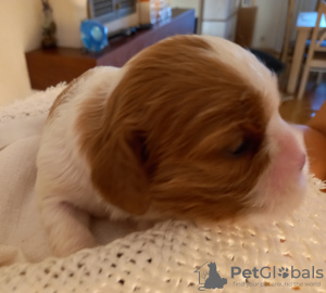 Additional photos: Cavalier Kings Charles Spaniel Puppies