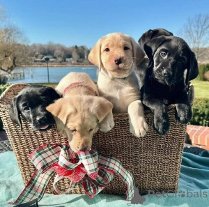 Photo №2 to announcement № 149691 for the sale of labrador retriever - buy in Germany private announcement