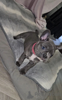 Photo №3. Ranskanbulldogin pennut.. Finland