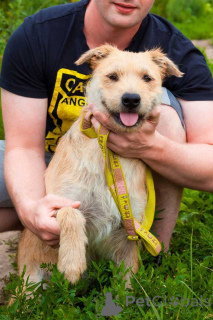 Photo №1. non-pedigree dogs - for sale in the city of Moskova | Is free | Announcement № 161646