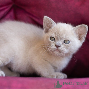 Photo №1. burmese cat - for sale in the city of Charleroi | negotiated | Announcement № 160498