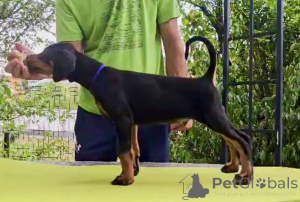 Photo №2 to announcement № 152938 for the sale of dobermann - buy in Serbia breeder