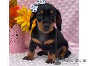 Photo №1. dachshund - for sale in the city of Dietzenbach | 465$ | Announcement № 169433