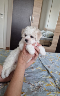 Photo №2 to announcement № 94305 for the sale of bichon frise - buy in Serbia breeder