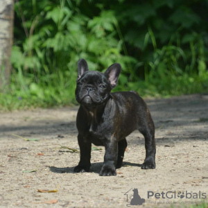 Photo №2 to announcement № 117648 for the sale of french bulldog - buy in Germany private announcement