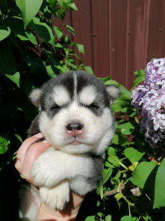 Additional photos: Puppies Siberian Husky, installment plan, nursery