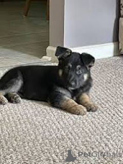 Photo №2 to announcement № 167081 for the sale of german shepherd - buy in Belgium private announcement, breeder