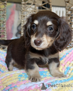 Photo №4. I will sell dachshund in the city of Magdeburg. breeder - price - negotiated