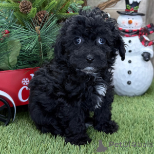 Photo №1. poodle (toy) - for sale in the city of Manchester | 450$ | Announcement № 161025