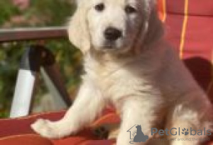 Photo №3. Sandra (Light golden retriever puppy for sale. Germany