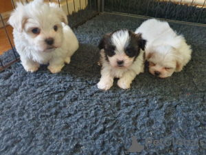 Photo №1. maltese dog - for sale in the city of Bonn | 317$ | Announcement № 81807